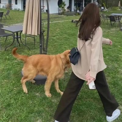 猪就是猪